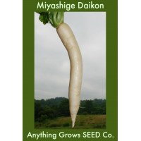 Radish - Miyashige Daikon - Organic